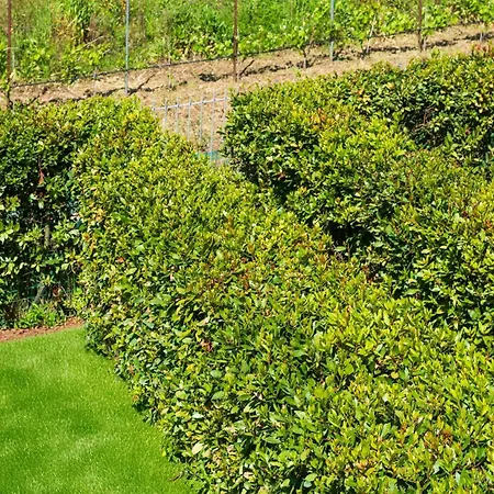 La Terrazza A Lacona - Ic Immobiliare Apartment